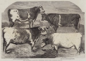 Palkinto Shorthorns Royal Agricultural Societyn näyttelyssä, Canterbury