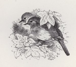 Robins (kaiverrus) tekijältä Harrison William Weir