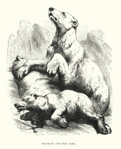 Karhu ja hänen pennut (kaiverrus) tekijältä Harrison William Weir