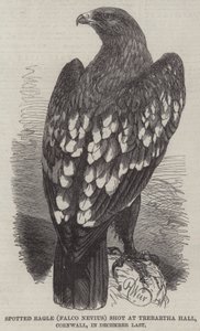 Kirkkokotka (Falco Nevius) ammuttiin Trebartha Hallissa Cornwallissa viime joulukuussa tekijältä Harrison William Weir