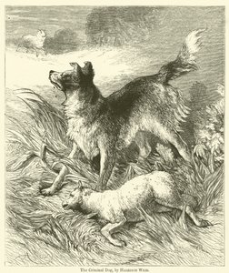 Rikollinen koira tekijältä Harrison William Weir