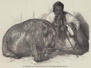 Virtahepo, Zoological Societyn puutarhassa, Regent