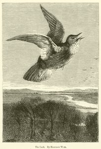 Lark tekijältä Harrison William Weir