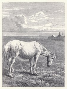 Vanha hevonen (kaiverrus) tekijältä Harrison William Weir