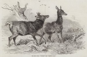 Royal Stags, Woodman ja Farmer