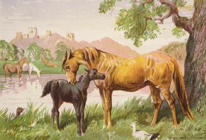 Raunioitunut linna (värilitro) tekijältä Harrison William Weir