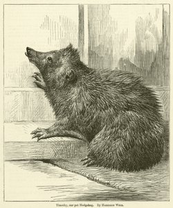 Timothy, lemmikkimme Siili
