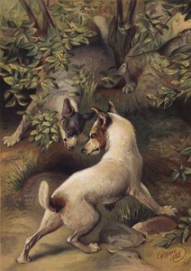 Kaksi koiraa yrittää päästä vesialtaaseen juodakseen (chromolitho) tekijältä Harrison William Weir