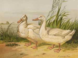 White Aylesbury Ducks (chromolitho) tekijältä Harrison William Weir
