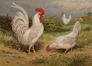 Valkoiset leghornit (chromolitho) tekijältä Harrison William Weir
