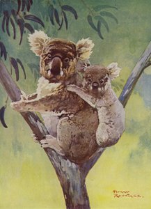 Koalakarhu ja joey eukalyptuspuussa, Australia (väri litho)