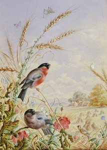 Bullfinches sadonkorjuupellolla
