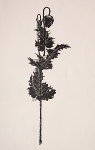 Estudi de flors. finlandès tekijältä Harry Fenn