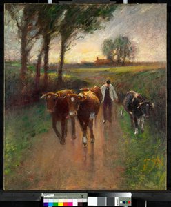 Lehmien paimentaminen laitumelle