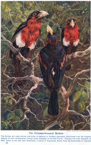 Crimson Crested Barbets, kuvitus teoksesta "Wonders of Land and Sea", julkaisija Cassell, Lontoo, 1914 tekijältä Harry Hamilton Johnston