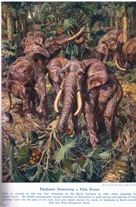 Elefantit tuhoavat palmumetsää, kuvitus "Wonders of Land and Sea" -julkaisusta, julkaisija Cassell, Lontoo, 1914 tekijältä Harry Hamilton Johnston