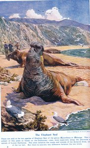 Elephant Seal, kuvitus "Wonders of Land and Sea" -julkaisusta, julkaisija Cassell, Lontoo, 1914 tekijältä Harry Hamilton Johnston