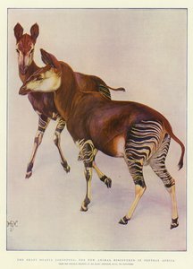 Okapi (Ocapia Johnstoni), uusi Keski-Afrikasta löydetty eläin