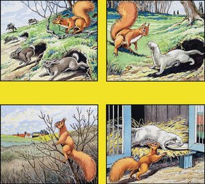 Pikku punainen orava