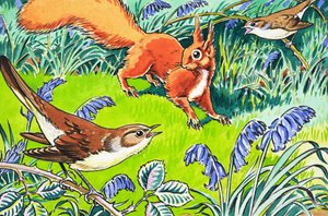 Pikku punainen orava