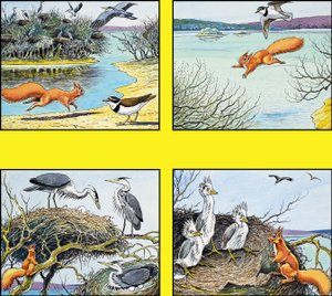 Pikku punainen orava tekijältä Harry M. Pettit