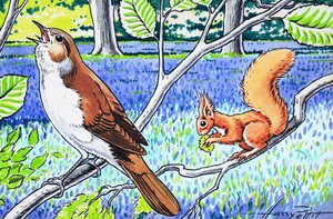 Pikku punainen orava tekijältä Harry M. Pettit