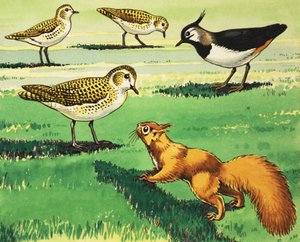 Pikku punainen orava tekijältä Harry M. Pettit