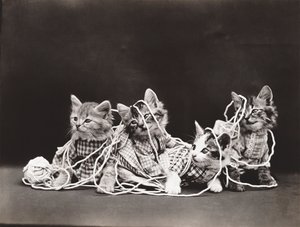 Kissat Sarja: Tangled in Yarn, n. 1914 (hopeapainatus).