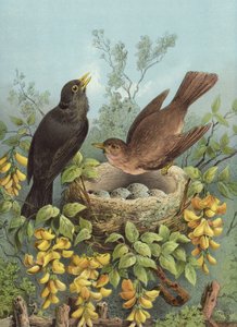 Mustarastas (chromolitho)