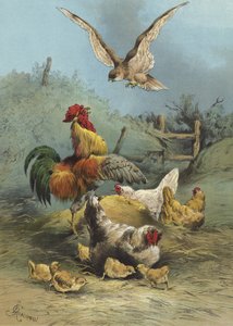 Haukka siipikarjatarhassa (chromolitho)