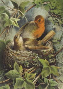 Robin ja sen pesä (chromolitho) tekijältä Hector Giacomelli