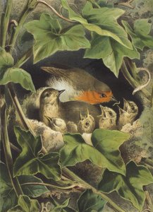 Robin, ruokkii nuoria (chromolitho) tekijältä Hector Giacomelli