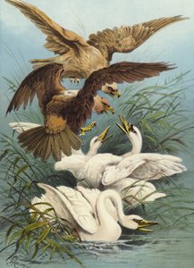 Joutsenet ja kotkat (chromolitho)