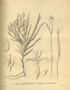 Apostasia wallichii (kuten Apostasia stylidioides) - Thelymitra cornicina