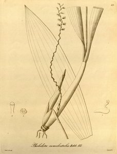 Kuva Pholidota camelostalixista tekijältä Heinrich Gustav Reichenbach