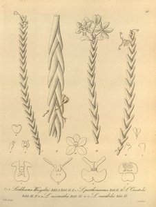 Lockhartia - Xenia vol 1 (1858) fig 40. tekijältä Heinrich Gustav Reichenbach