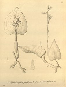 Tämä tiedosto on peräisin Biodiversity Heritage Librarysta, ja se on saatavilla verkossa osoitteessa biodiversitylibrary.org/page/696488 tekijältä Heinrich Gustav Reichenbach