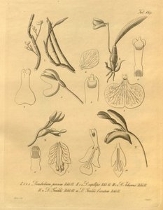 Tämä tiedosto on peräisin Biodiversity Heritage Librarysta, ja se on saatavilla verkossa osoitteessa biodiversitylibrary.org/page/698365 tekijältä Heinrich Gustav Reichenbach