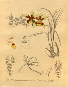 Tämä tiedosto on peräisin Biodiversity Heritage Librarysta, ja se on saatavilla verkossa osoitteessa biodiversitylibrary.org/page/698370 tekijältä Heinrich Gustav Reichenbach