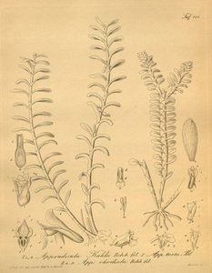 Appendicula kuhliin lustraatiot tekijältä Heinrich Gustav Reichenbach