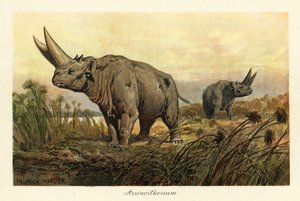 Arsinoitherium, gènere extint de mamífer paenungulata.,1908 (Imprimir)finès