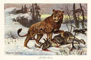 Euraasian luolaleijona, Panthera spelaea., 1908 (painettu)
