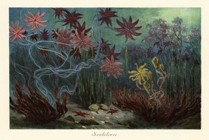 Kuolleet kuolleet merililjat tai krinoidit, Crinoidea, merenpohjassa., 1908 (tulostus)