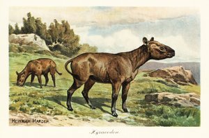 Hyracodon, sukupuuttoon kuollut ponimainen nisäkäs, oligoseeni. ,1908 (painettu) tekijältä Heinrich Harder