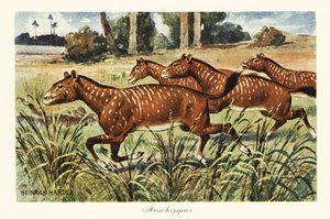 Mesohippus, sukupuuttoon kuollut varhaisen hevosen suku., 1908 (painettu)