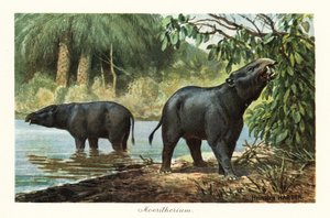 Moeritherium, sukupuuttoon kuollut proboscidean-suku eoseenistä. ,1908 (painettu)