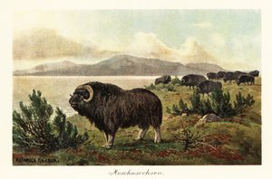 Myskihärkä tai myskihärkä, Ovibos moschatus., 1908 (tulostus) tekijältä Heinrich Harder