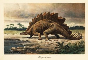 Stegosaurus armatus myöhäisjurakaudelta.