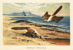 Kaksi Archeopteryxiä etsimässä ravintoa rannalla. tekijältä Heinrich Harder