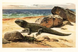Haavoittuva tuatara, Sphenodon punctatus, rannalla. tekijältä Heinrich Harder